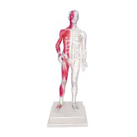Modèle anatomique du corps humain masculin 85 cm